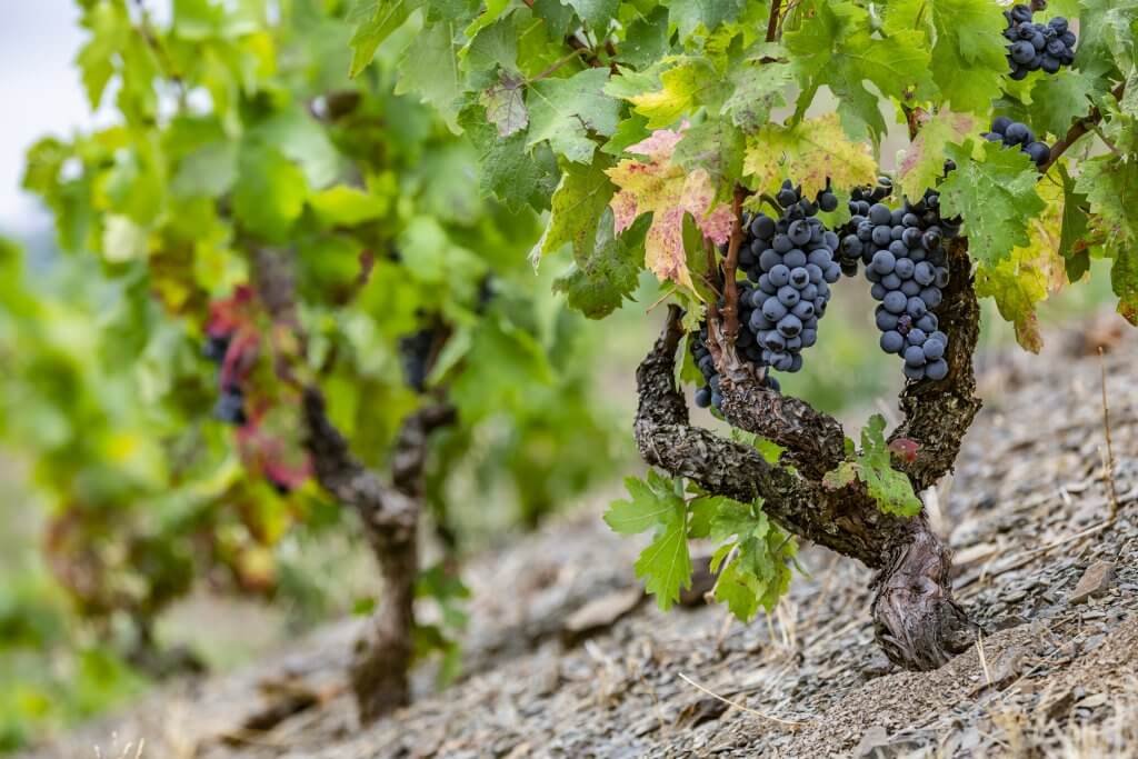 GARNACHA TINTA