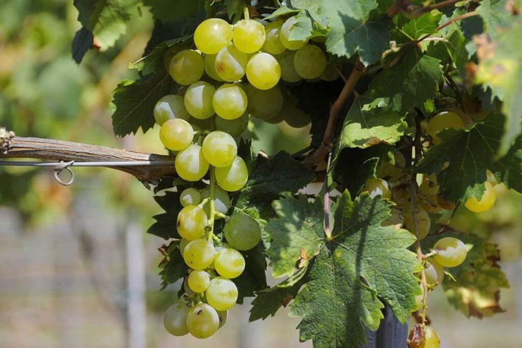 MOSCATEL DE GRANO MENUDO