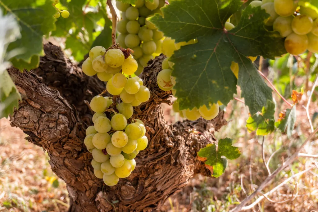 MOSCATEL DE GRANO MENUDO