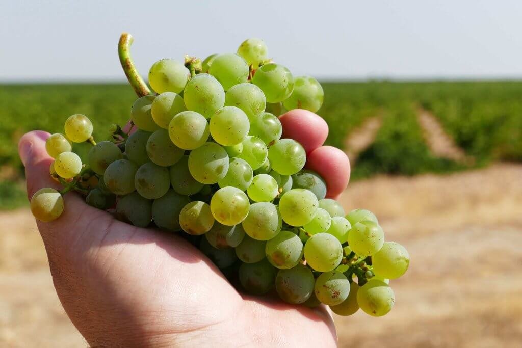 VERDEJO