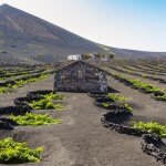 VINOS VOLCÁNICOS