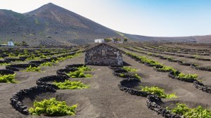 VINOS VOLCÁNICOS ▷ UNA EXPLOSIÓN DE SABORES Y TERRUÑOS ÚNICOS