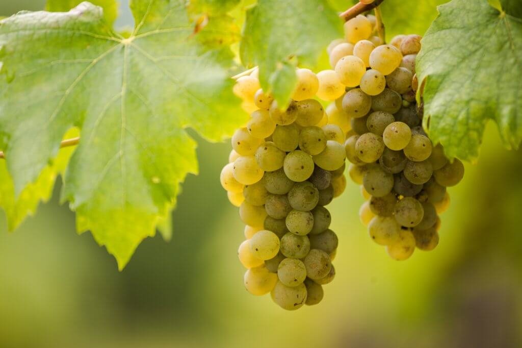 UVAS PARA VINOS VOLCÁNICOS