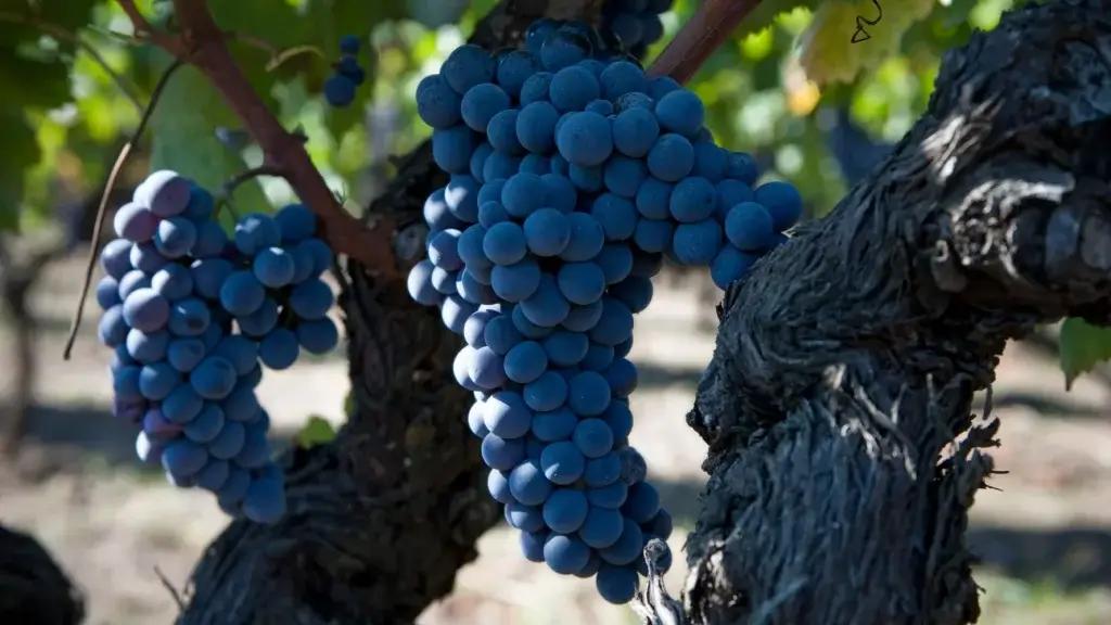 UVA NERELLO MASCALESE
