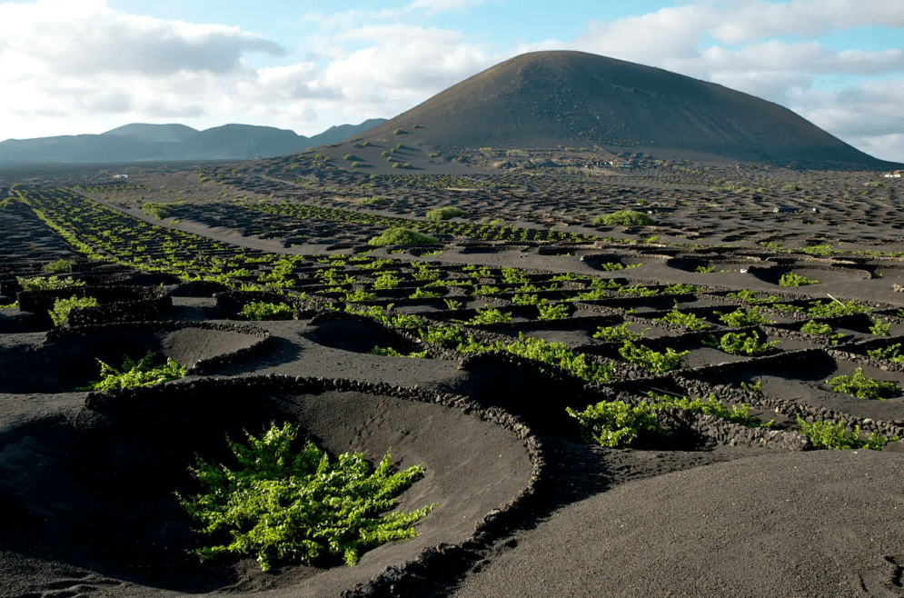 VINOS DE LANZAROTE
