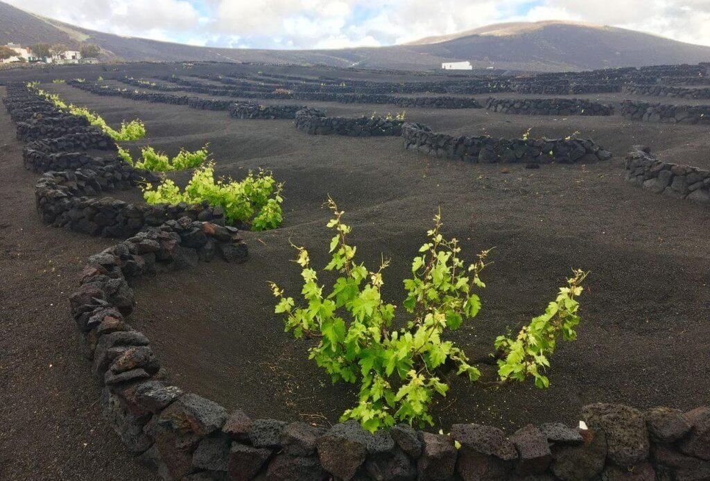 VINOS VOLCÁNICOS