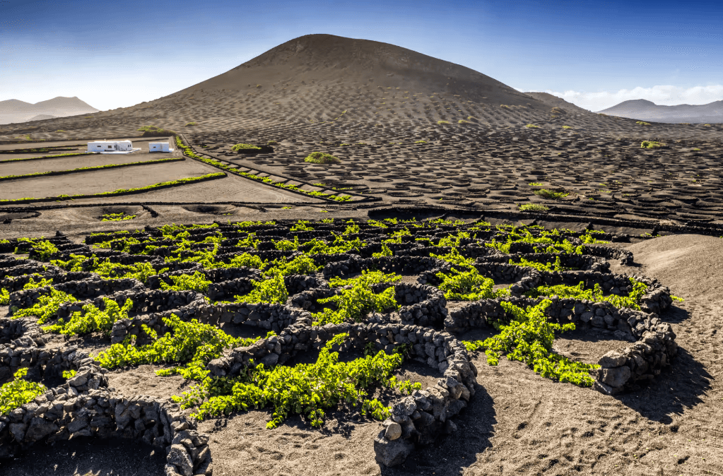 VINOS VOLCÁNICOS